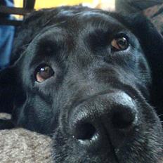 Labrador retriever Tøsen