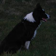 Border collie safir RIP
