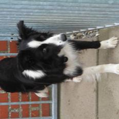 Border collie safir RIP