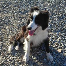 Border collie safir RIP