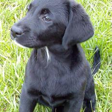 Labrador retriever Mille min mannds hund