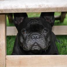 Fransk bulldog *Lulu* *Himmelhund*