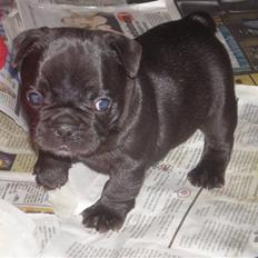 Fransk bulldog *Lulu* *Himmelhund*