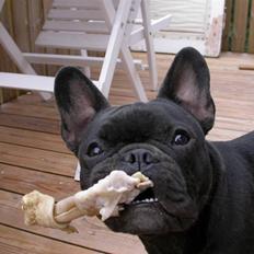Fransk bulldog *Lulu* *Himmelhund*