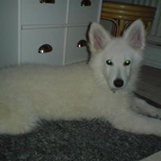 Hvid Schweizisk Hyrdehund Kenzo