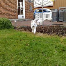 Hvid Schweizisk Hyrdehund Kenzo