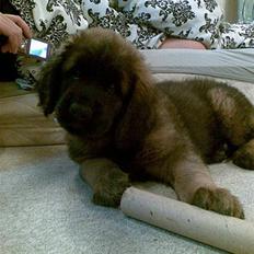 Leonberger Star Of Regulus Red Robin