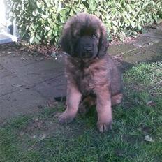 Leonberger Star Of Regulus Red Robin