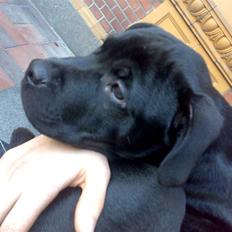 Blanding af racer Pepsi