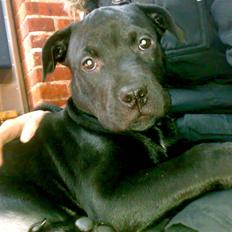 Blanding af racer Pepsi