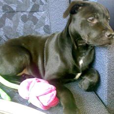 Blanding af racer Pepsi