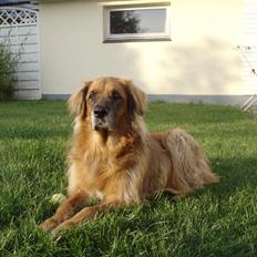 Blanding af racer Cindy R.I.P. <3