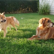 Islandsk fårehund Sia (Gnist)