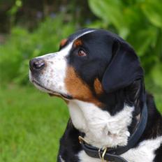 Grosser schweizer sennenhund zoya