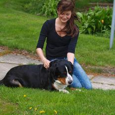 Grosser schweizer sennenhund zoya