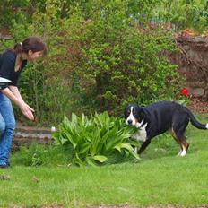 Grosser schweizer sennenhund zoya
