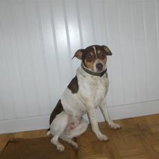 Dansk svensk gaardhund choko
