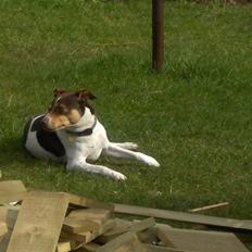Dansk svensk gaardhund choko