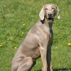 Blanding af racer Millie R.I.P. 16/9/2012