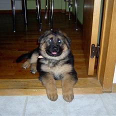 Schæferhund Bonnie  * R.I.P.*