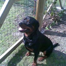 Rottweiler max