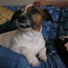 Jack russell terrier Scarlett