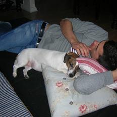 Jack russell terrier Scarlett