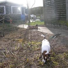 Jack russell terrier Scarlett