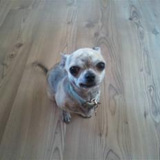 Chihuahua Pino R.I.P