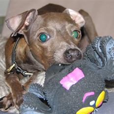 Italiensk mynde Cianna