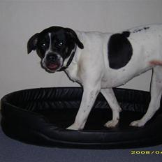 Blanding af racer molly