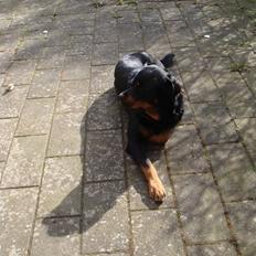 Rottweiler Jacko  *solgt*