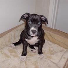 Amerikansk staffordshire terrier $ Perle $