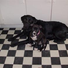 Amerikansk staffordshire terrier $ Perle $