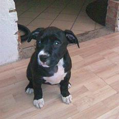 Amerikansk staffordshire terrier $ Perle $