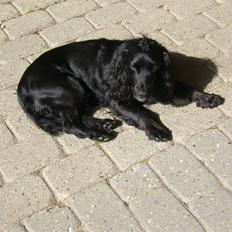 Field Trial spaniel Mille