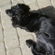 Field Trial spaniel Mille
