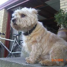 Cairn terrier Charlie