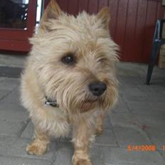 Cairn terrier Charlie