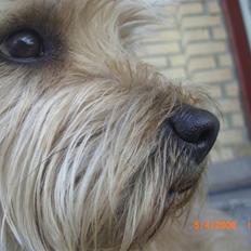 Cairn terrier Charlie