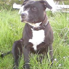 Staffordshire bull terrier Mulle 