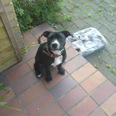 Staffordshire bull terrier Mulle 