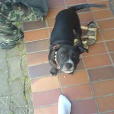 Staffordshire bull terrier Mulle 