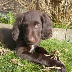 Langhåret hønsehund Chila