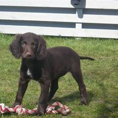 Langhåret hønsehund Chila