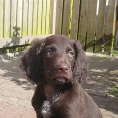 Langhåret hønsehund Chila