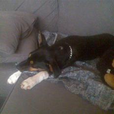 Blanding af racer Emil