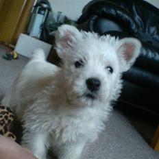 West highland white terrier Dikci