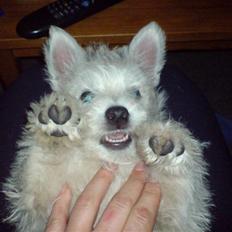 West highland white terrier Dikci