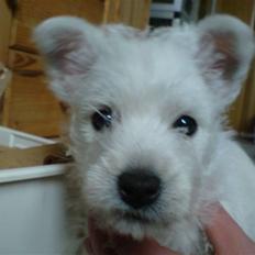 West highland white terrier Dikci